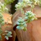 succulents 192291 pixabay